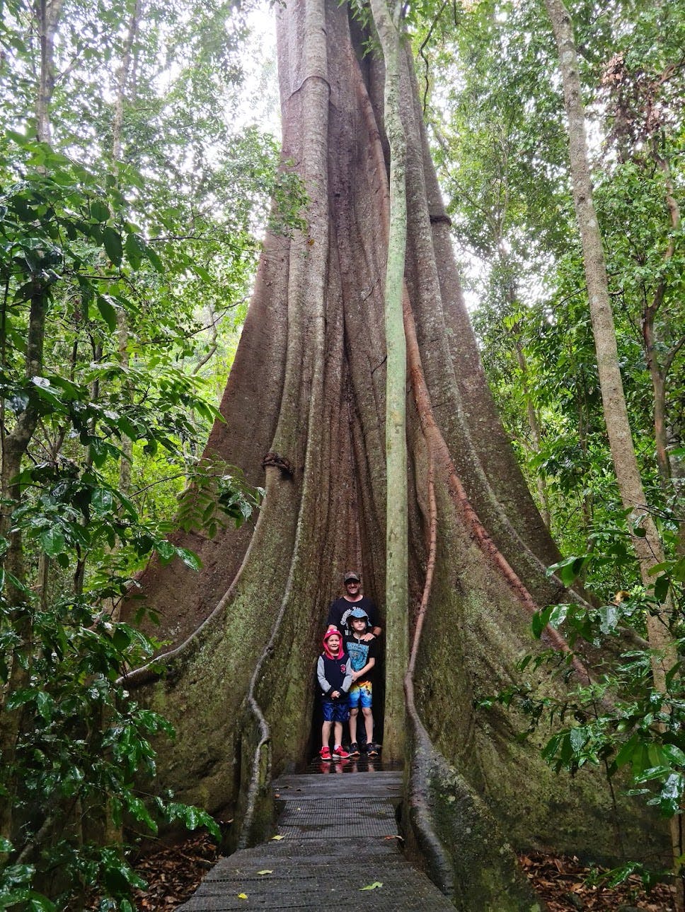 Fig Tree Walk