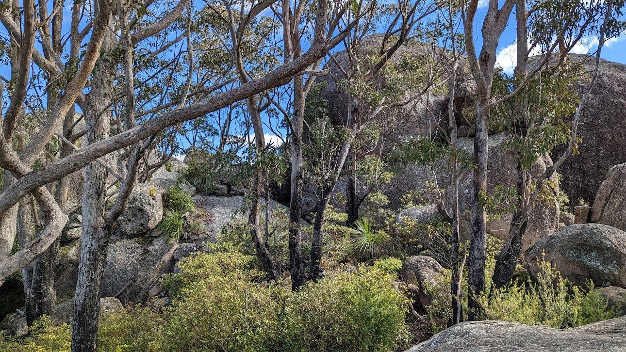 Trig Trail Lookout