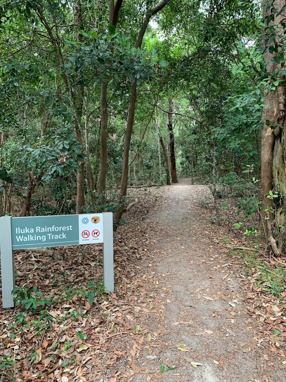 Iluka Rainforest walking track