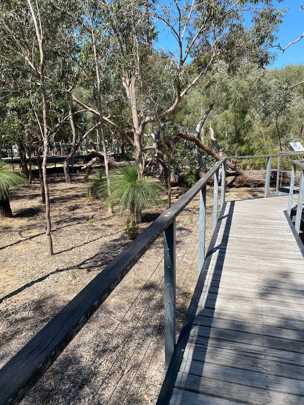 Yanchep Koala Boardwalk