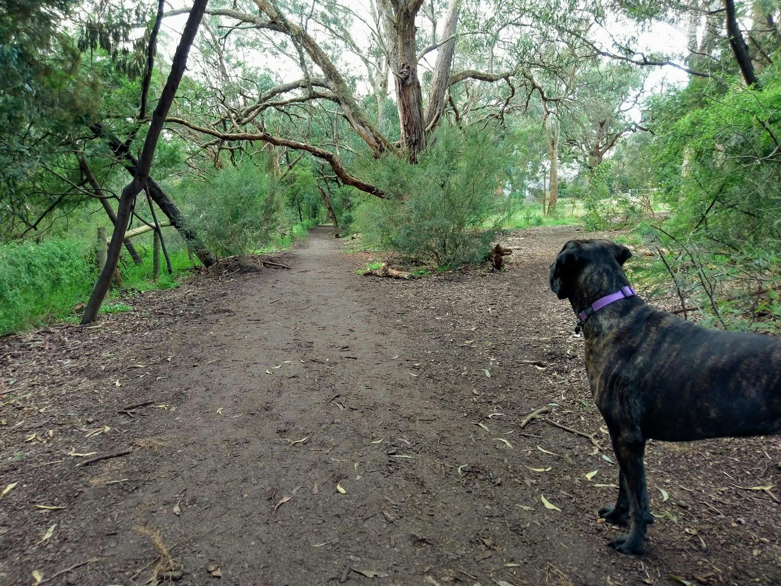 Damper Creek Walking Track