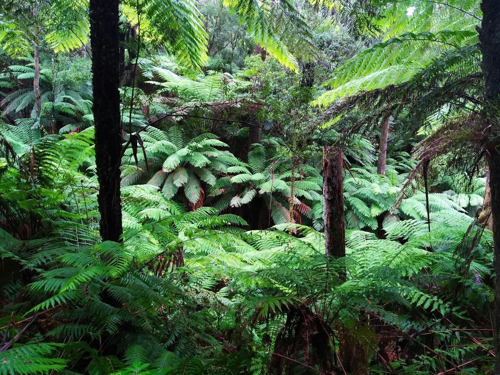 Glen Nayook Rainforest Walk