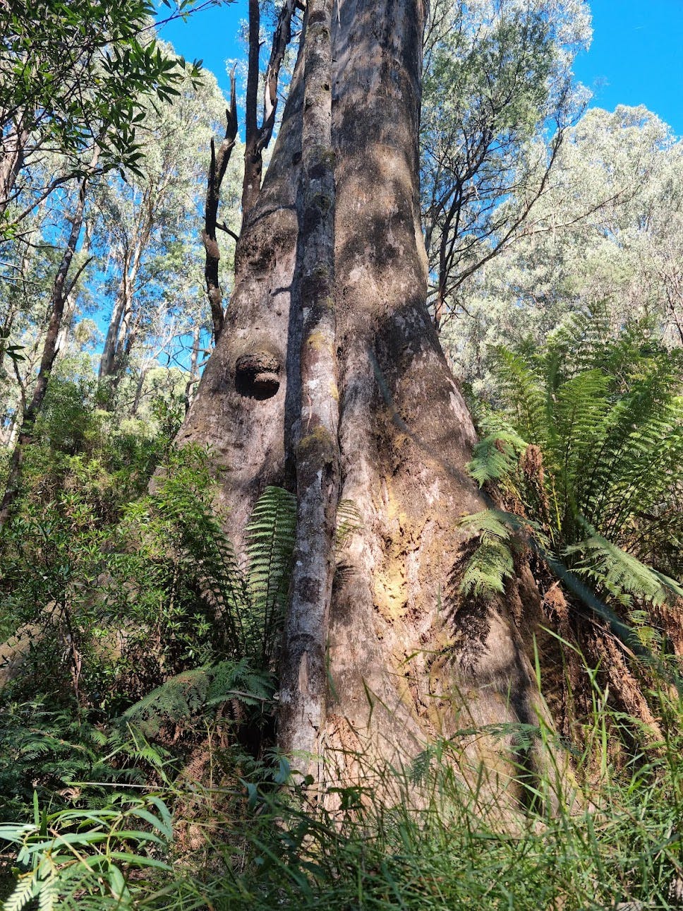 Kalatha Giant Tree Walk