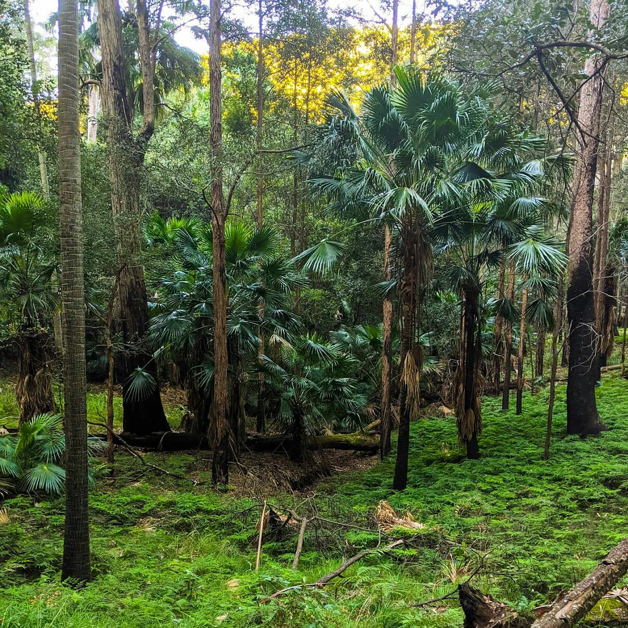 Forest Path