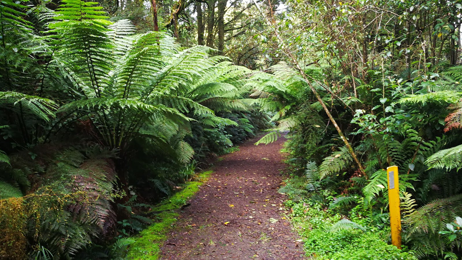 Old Beechy Rail Trail